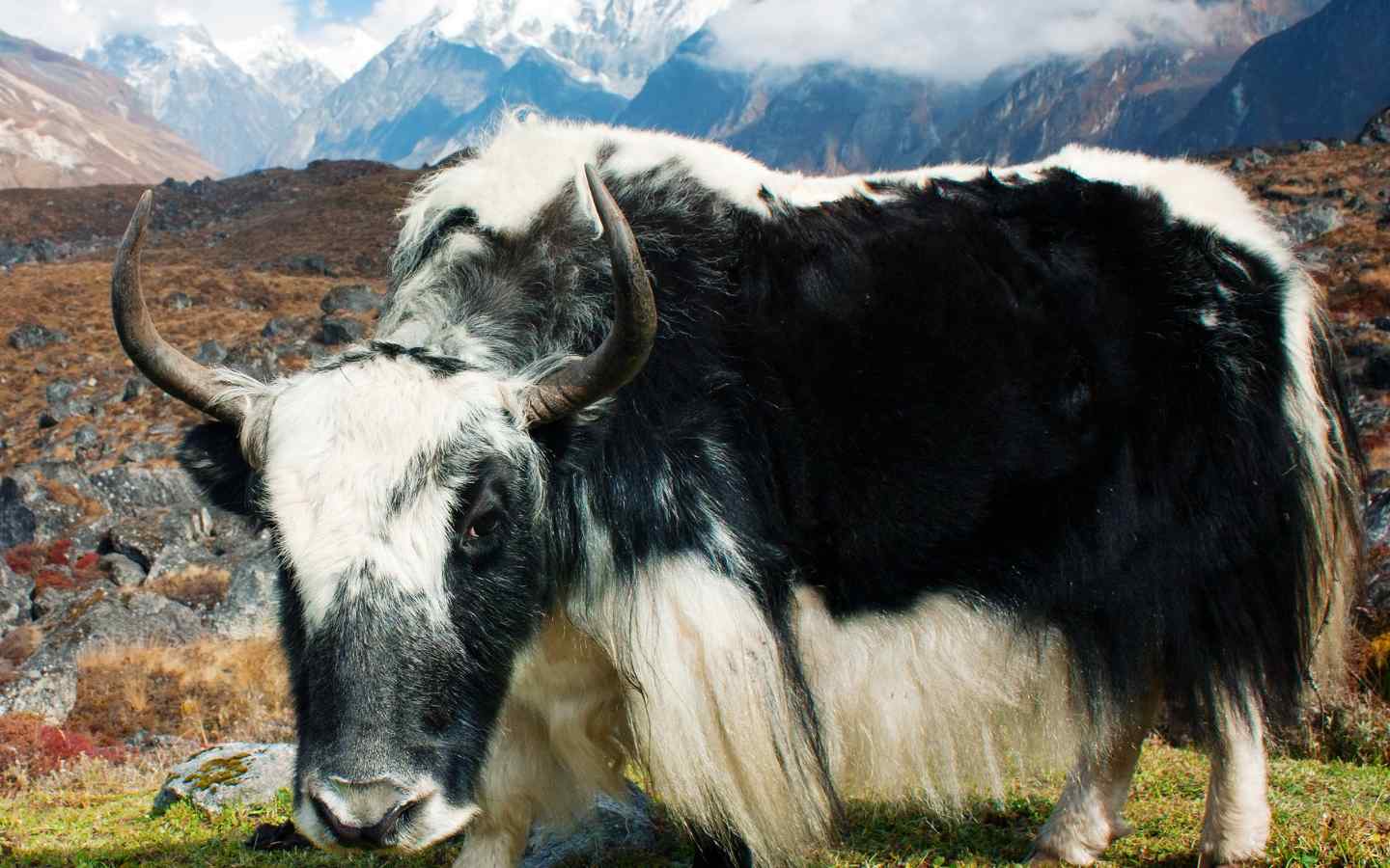 yak in the Langtang national Park